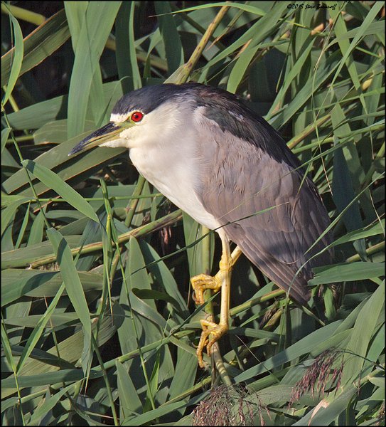 _5SB5661 black-crowned night-heron.jpg